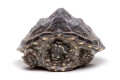 Sternotherus odoratus juvenil